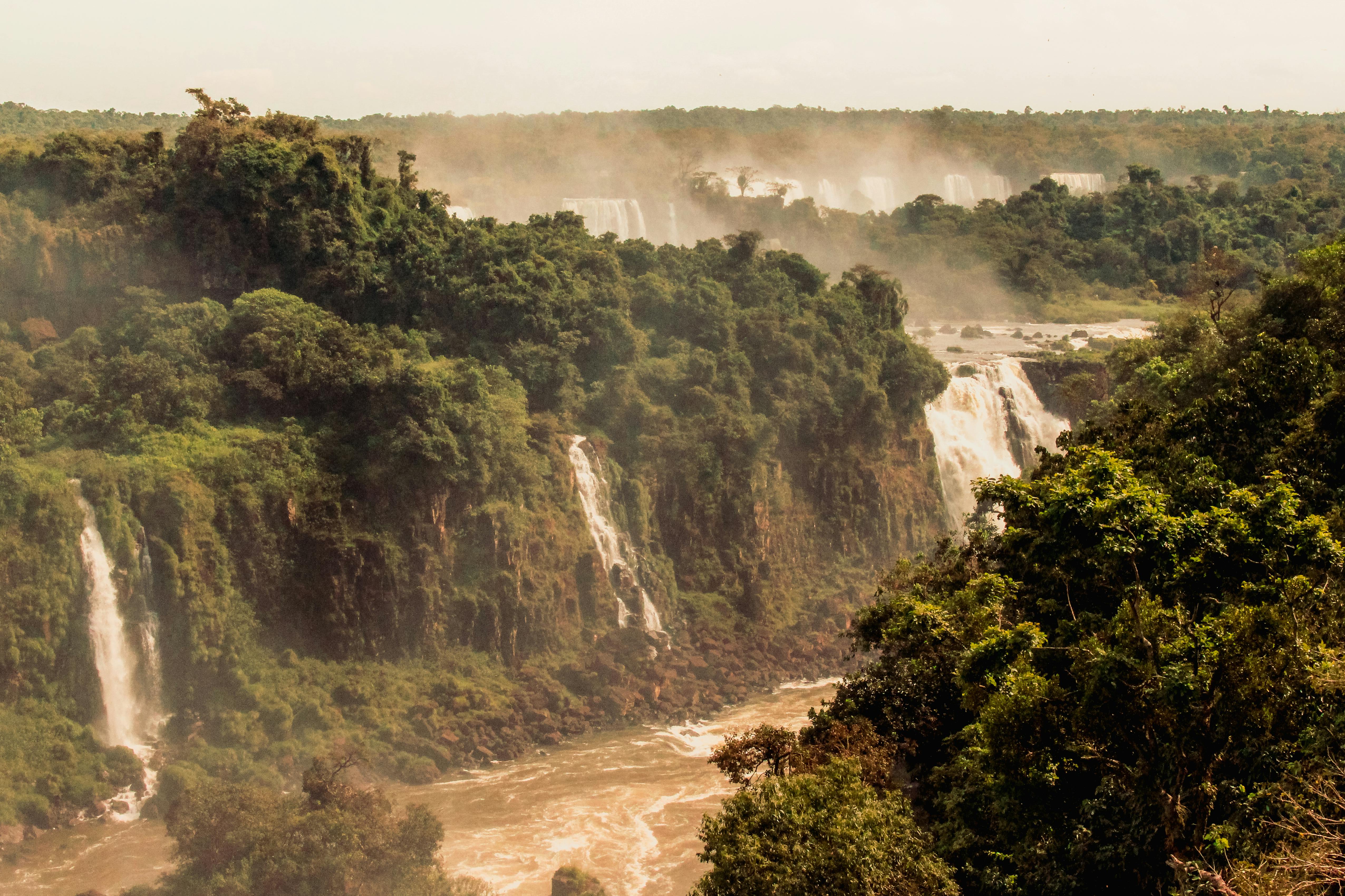 The Amazon Rainforest