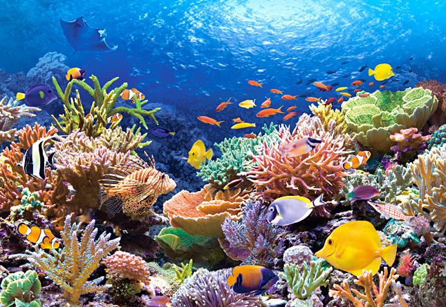 Fiji Reef Restoration