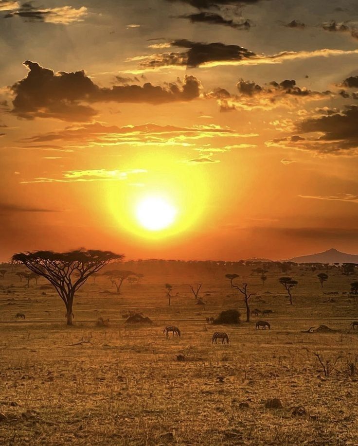 Kenyan Safari